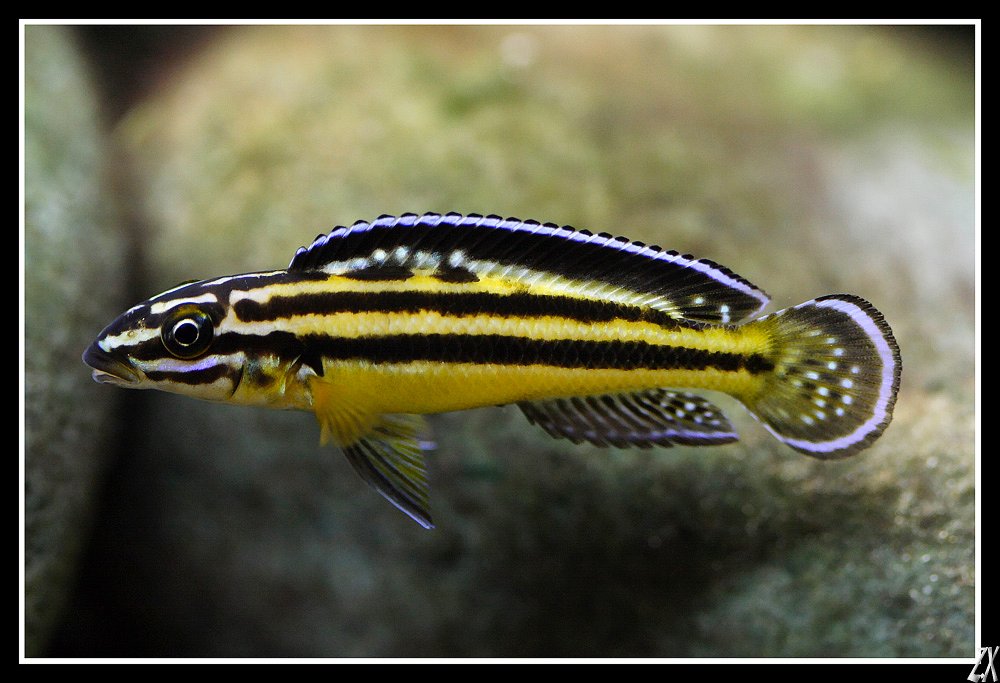 (Tanganyika)Julidochromis regani 'kipilli' -  2 45335410