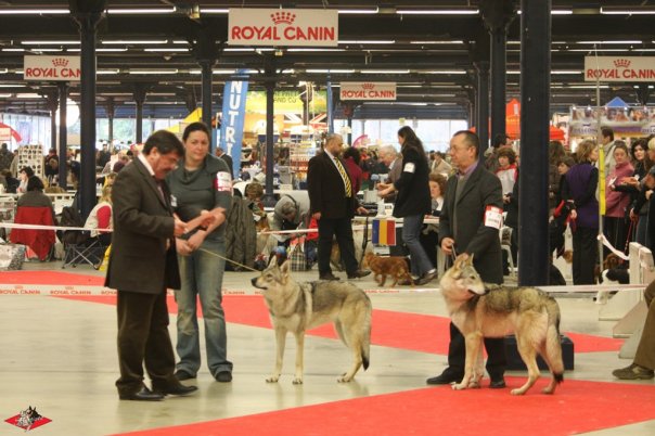 Paris dog show 16967_10