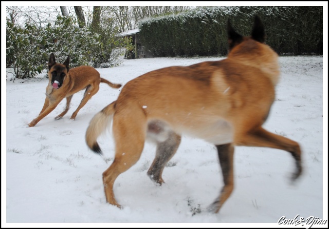 Mes chiens et la neige La_nei12