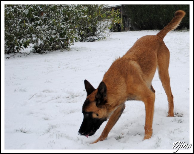 Mes chiens et la neige La_nei19