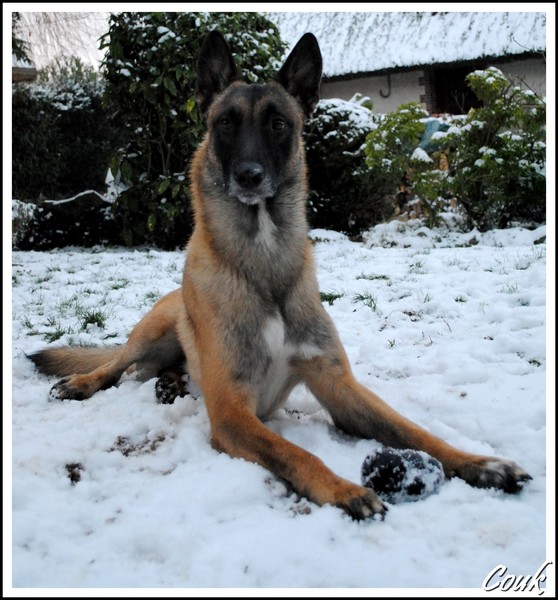 Mes chiens et la neige La_nei31