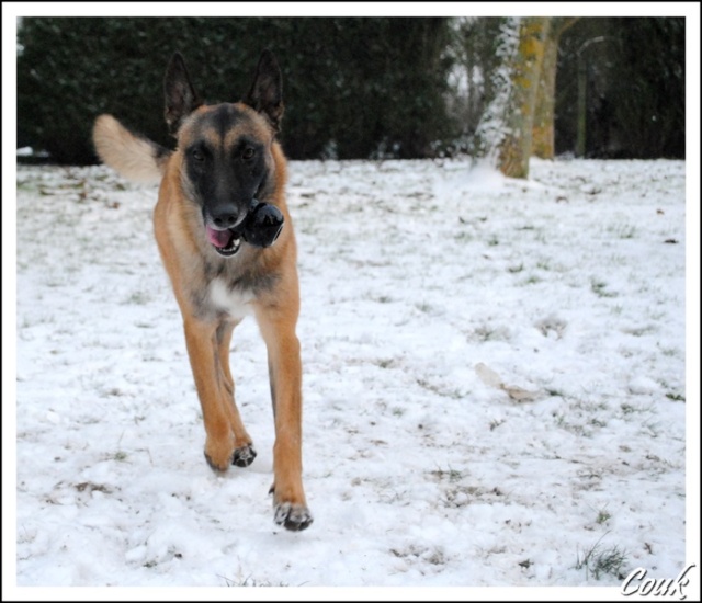 Mes chiens et la neige Sans_t11