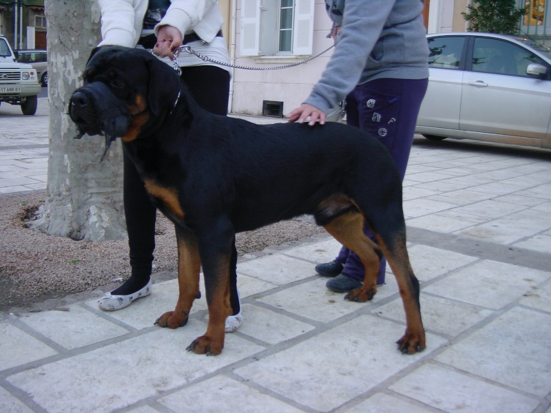 DOUDOU, rott M 1 an, castré, refuge Sans Collier Provence 83 Doug10