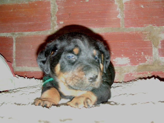 2 beaux mâles beaucerons LOF Bbchel10