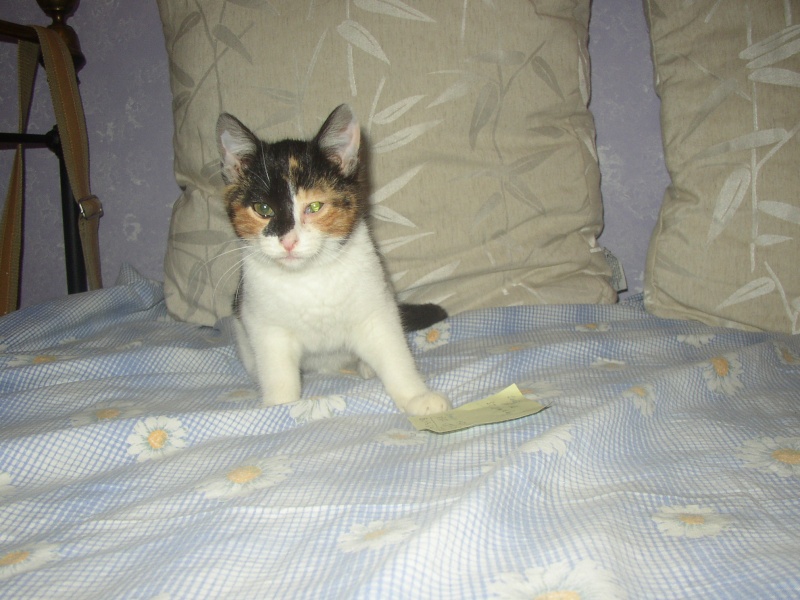 Elaa, petite chatonne tricolore 2 mois et demi, cherche doux foyer (64) ADOPTEE P1010013