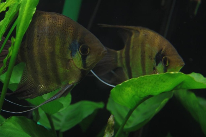 Le Genre Pterophyllum Couple13