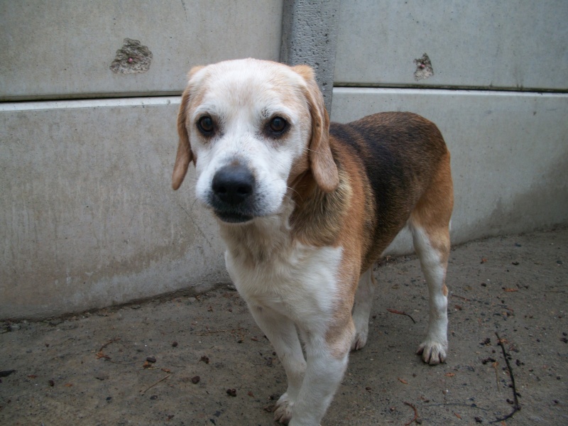 Trouvé à Issoire, chien croisé Beagle, Barney 10_04610