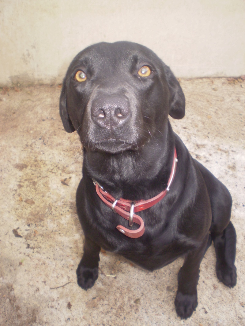 JADE (croisé labrador) Catty118