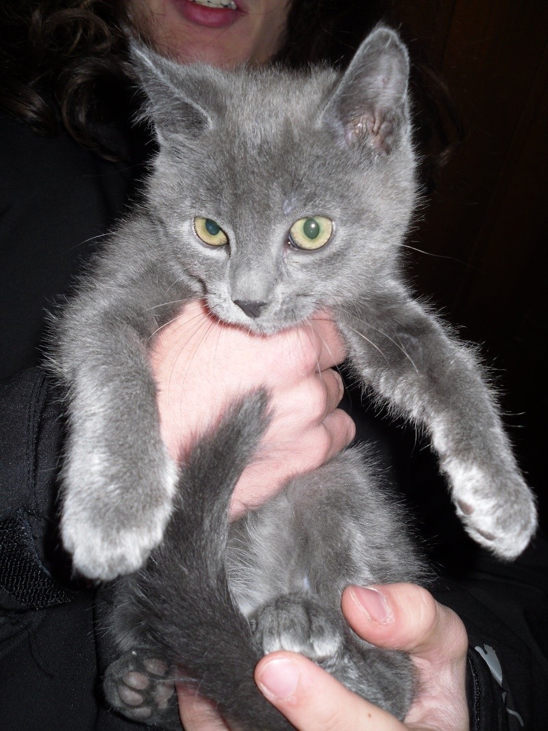 NOUGAT (chaton gris chartreux) Catty221