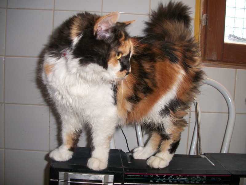 IRIS(européenne tricolore poils longs) Catty_14