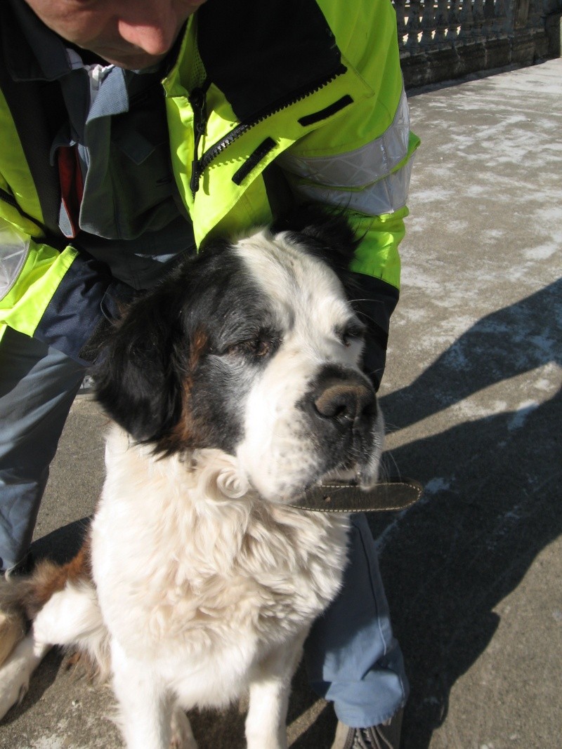 [résolu]VICKIE - femelle saint Bernard poils longs 8 ans - ... (30) Img_0612