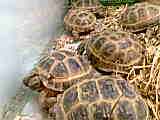 vente de testudo horsfieldi Tortue10