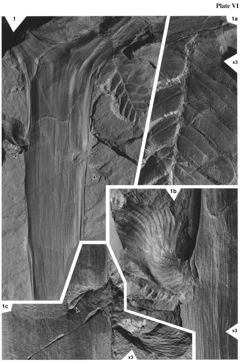 Neuropteris ovata Hoffmann . Cyclopteris Brongniart , 1830.  - Page 1 Pal-2410