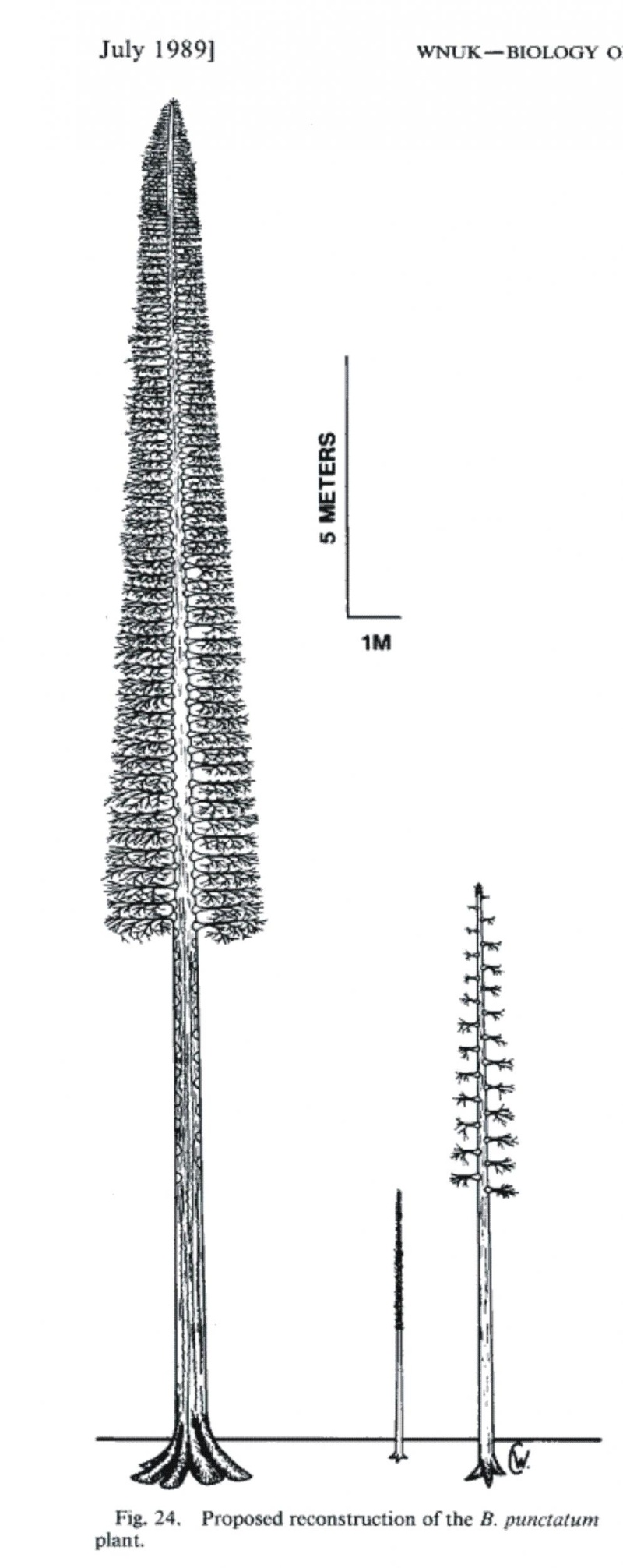 Bothrodendron Lindley et Hutton ,1833. Wn110