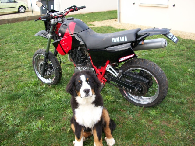 Le concours de Décembre 2009: Votre moto et les animaux. 100_0610