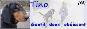 TINO Bruno du Jura 10 ans -  SPA D' AZEREIX (65) Tinob10