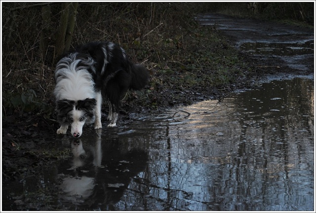 Ilow, le Border Collie - Page 9 17_jan13