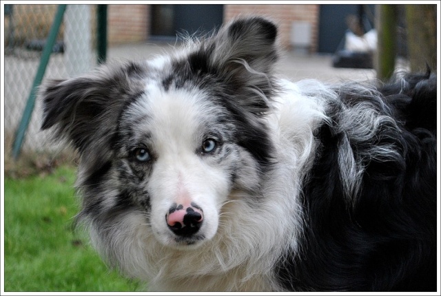 Ilow, le Border Collie - Page 9 23_jan13