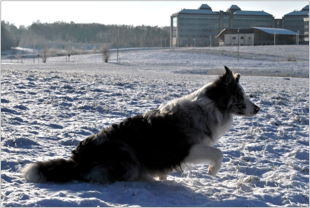 Ilow, le Border Collie - Page 9 3_jan_14