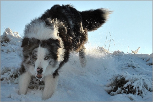 Ilow, le Border Collie - Page 9 3_jan_22