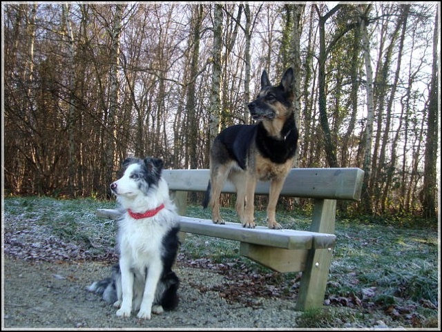 Ilow, le Border Collie - Page 9 Dsc03420