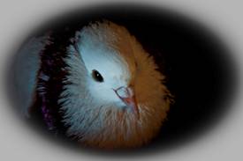 Wolfwood's Beautiful Pigeons 2009-113