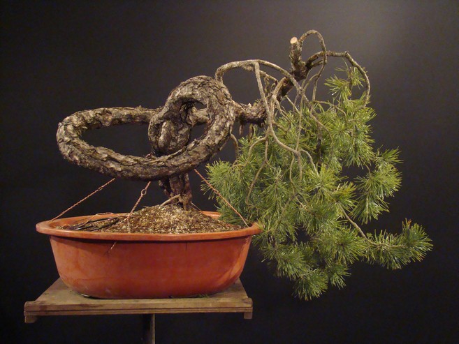 Pinus sylvestris - 2006 yamadori "NODE" Da_110