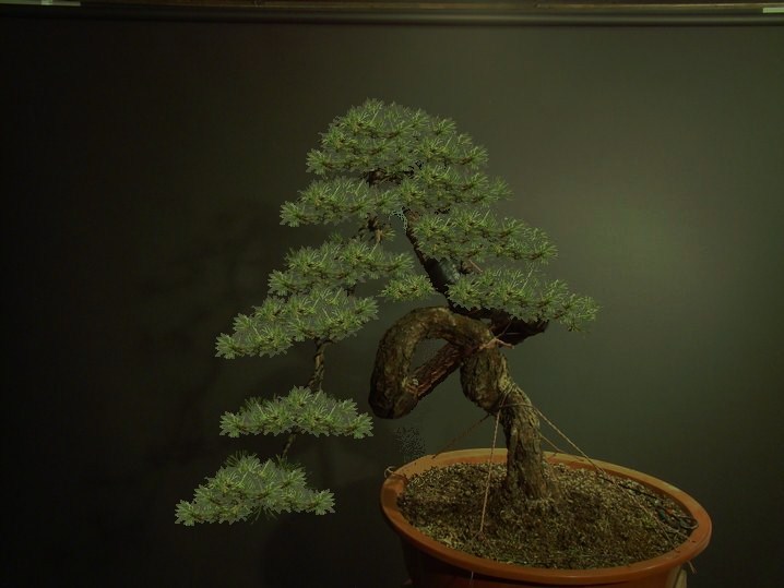 Pinus sylvestris - 2006 yamadori "NODE" Kopie_12
