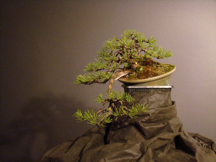 Pinus mugo (han-kengai) - restyling Mbe_2510
