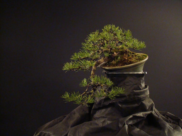 Pinus mugo (han-kengai) - restyling Mbe_2610