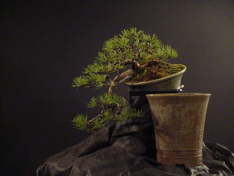 Pinus mugo (han-kengai) - restyling Mbe_2710