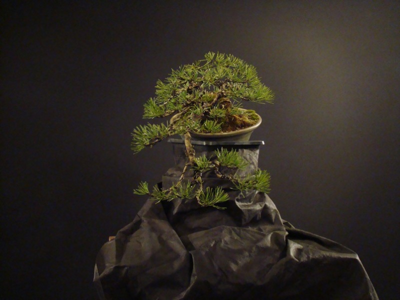 Pinus mugo (han-kengai) - restyling Mbe_3410