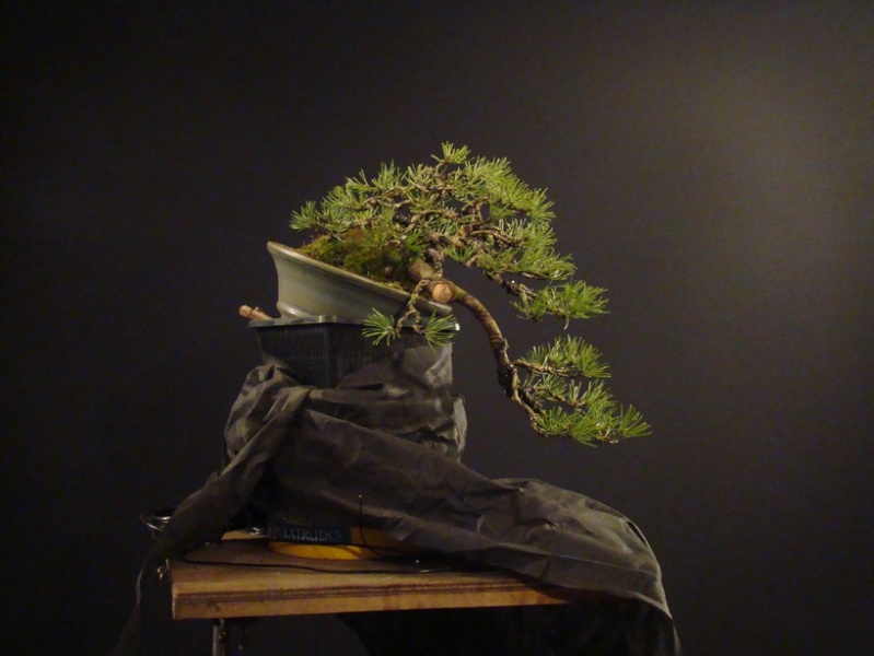 Pinus mugo (han-kengai) - restyling Mbe_3510