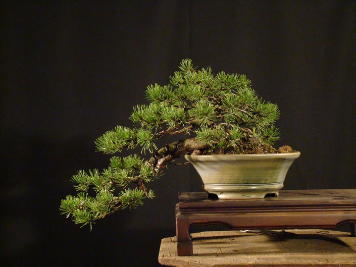 Pinus mugo (han-kengai) - restyling Mbe_710