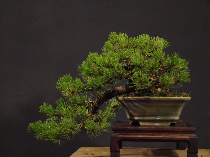 Pinus mugo (han-kengai) - restyling Mbe_810