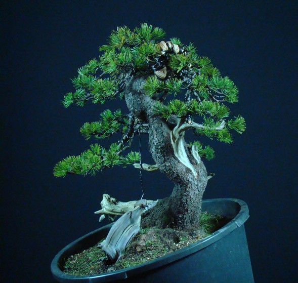 Pinus mugo - interesting Yamadori. Mn_910