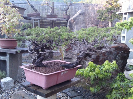 Juniperus sabina - yamadori 2007 S10