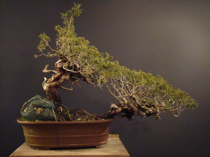 Juniperus sabina - yamadori 2007 S_210