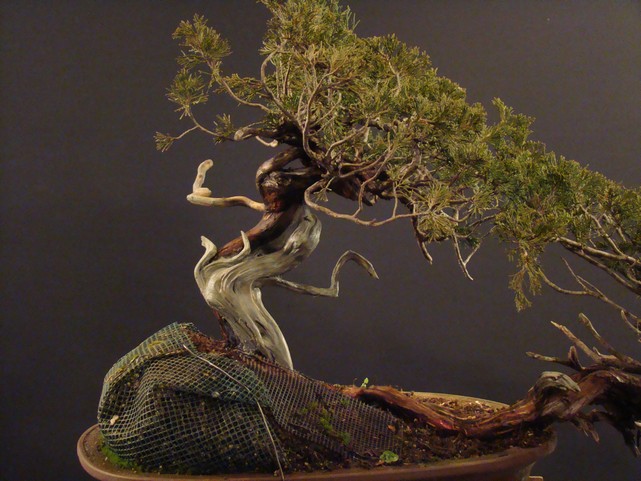 Juniperus sabina - yamadori 2007 S_310