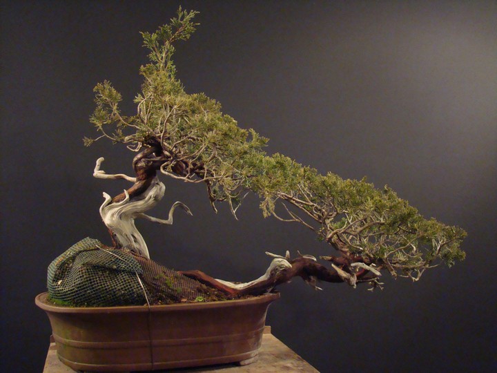 Juniperus sabina - yamadori 2007 S_410