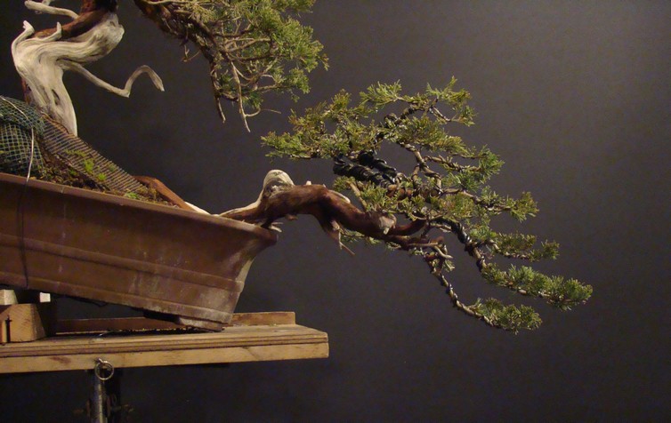 Juniperus sabina - yamadori 2007 S_610