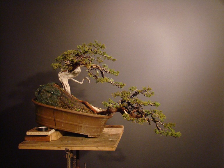 Juniperus sabina - yamadori 2007 S_710