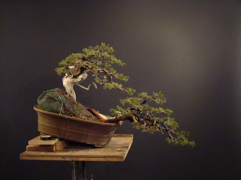 Juniperus sabina - yamadori 2007 S_810
