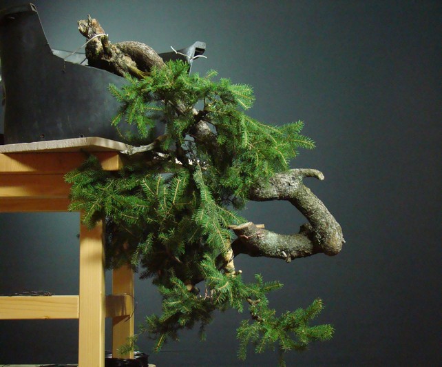 Picea abies - kengai -yamadori Smrk_410