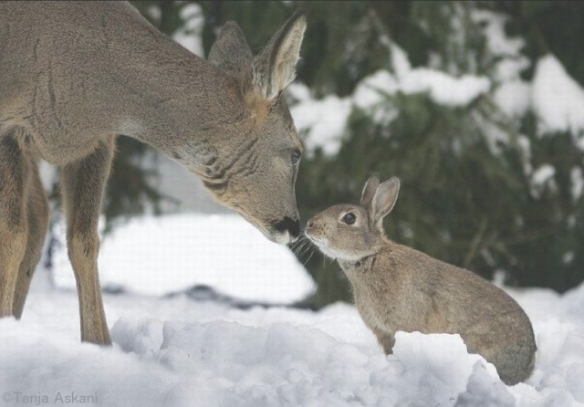 bambi and thumper ? Cid_0011