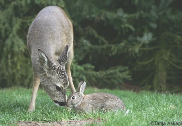 bambi and thumper ? Cid_0013