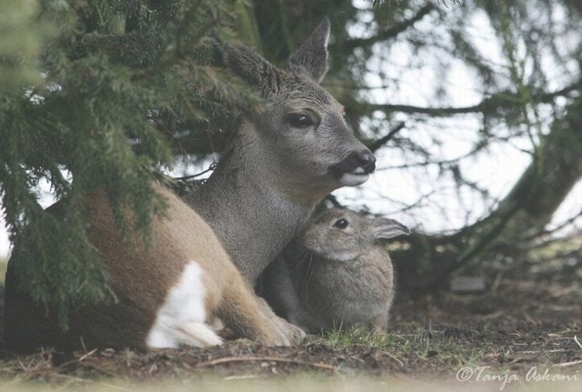 bambi and thumper ? Cid_0016