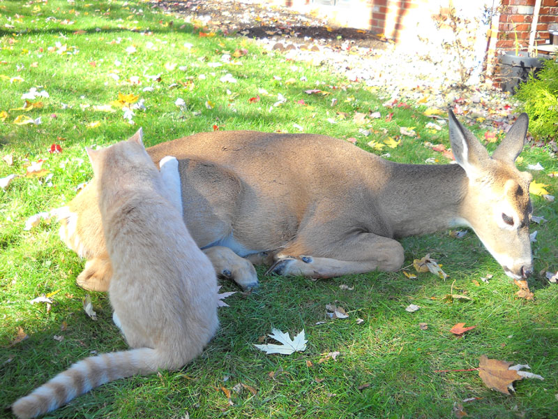 cat and deer Cid_0023