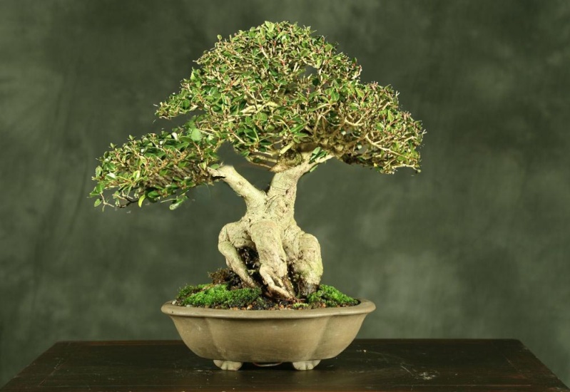 Shohin On Parade Ilex_e10