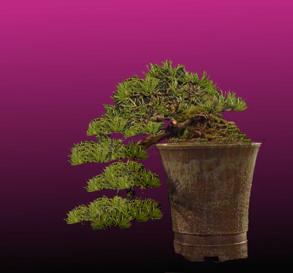 Pinus mugo (han-kengai) - restyling Pavel_10